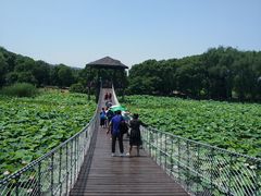 -荷塘月色湿地公园·向阳花洲