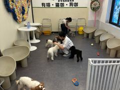 -有喵·猫咖·狗咖·30几只猫10只小狗(岗厦店)