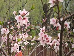 -海棠花溪(元大都城垣遗址公园)