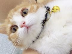 -纳吉亚猫专科动物医院博雅分院