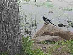 -长春市南湖公园