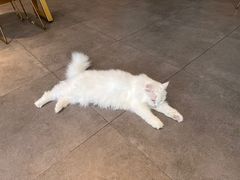-飞行喵MR PILOT|猫舍·猫咖(静安大融城店)