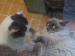 -猫咪博物馆(顶澳仔猫街店)