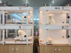 -翊宠yipet猫狗购宠庄园犬舍•猫舍