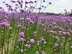 -杭州城北体育公园