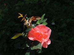 -特克斯八卦城
