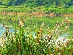 -金海湾滨江公园