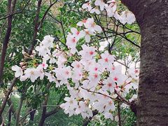 -武汉大学-樱园