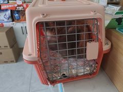 -瑞派长江宠物医院·猫科·外科·24小时夜护(谊城公寓分院)