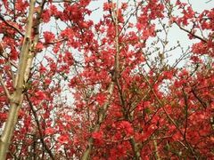 -白鹭湾湿地公园