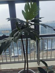 -HEYAN荷妍专业脱毛连锁机构