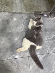-和木形象