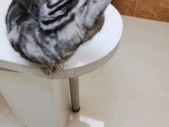 -美联众合动物医院·内科·皮肤科·外科(古城分院)