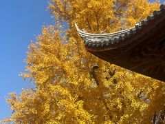 -上海青龙寺