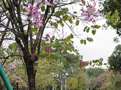 -东莞植物园