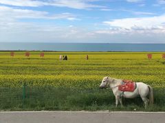 -青海湖国家重点风景名胜区