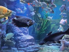 -上海海洋水族馆