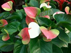 -秦美花卉(天朗·莱茵小城2期店)