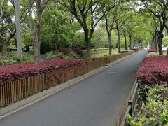 -新江湾城公园