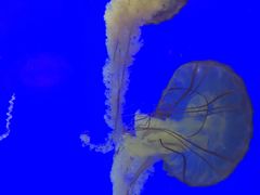 -上海海洋水族馆