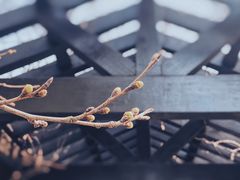 -顾村公园