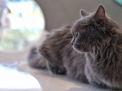 -飞行喵MR PILOT|猫舍·猫咖(静安大融城店)