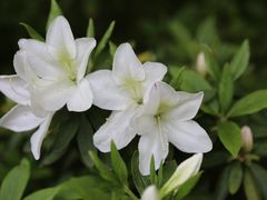 -上海滨江森林公园