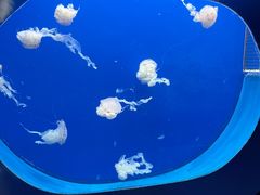 -长春中泰海洋世界
