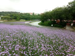 -大塘金香草谷