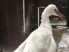 -老板恋上鱼(印象城店)