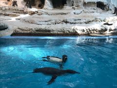 -帝企鹅自助餐厅•儿童岛•真企鹅(长隆企鹅酒店)