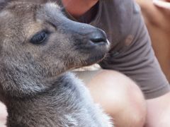 -费瑟代尔野生动物园