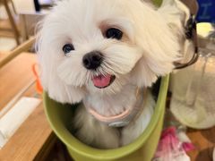 -PET WISH宠物愿望(BFC外滩金融中心店)