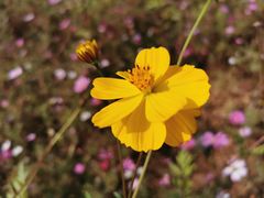 -洋湖国家湿地公园