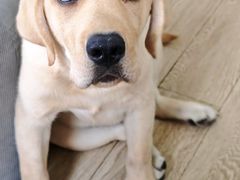 -顺强宠物诊所·狂犬免疫·夜诊·骨科(嘉定店)