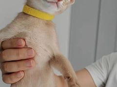 -猫十亿·布偶金渐层·曼基康矮脚猫舍(青年路店)