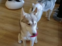 -Husky Go! 哈士奇体验馆·宠物咖啡厅狗咖
