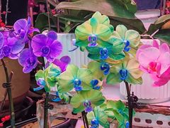 -花鸟鱼虫鲜花绿植市场(玉泉路店)
