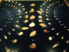 -青岛贝壳博物馆