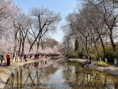 -桃花堤公园