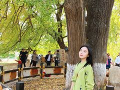 -千年银杏谷文化旅游区