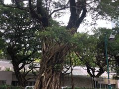 -九龙公园