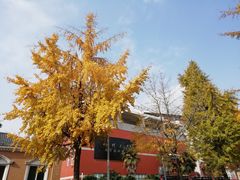 -四川大学(望江校区)