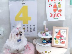 -读宠于你·约克夏比熊·睫角守宫·爬宠售卖(高新店)