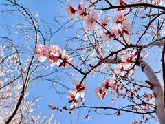 -桃花堤公园