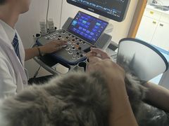 -博特宠物医院24h犬猫全科.骨科·异宠
