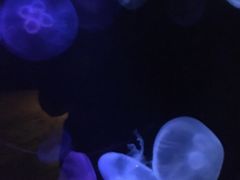 -悉尼海洋生物水族馆