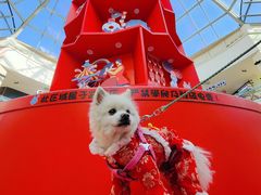 -美联众合动物医院·24h转诊中心