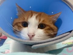 -纳吉亚猫专科动物医院博雅分院