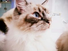 -喵的天空名猫咖啡馆·撸猫·猫舍·用品